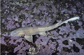 灰斑竹鲨图片